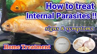 How To Treat Internal Parasites  White Poop Internal Parasites Treatment [upl. by Mathi]