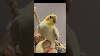 Cocktail singing song parrot baby cocktail singingsong viralvideo parrot viralshort birdslove [upl. by Maleen]