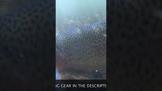 GoPro underwater in BIG TROUT TERRITORY flyfishing flyfishingrod short fishing [upl. by Naesar]