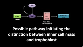 Possible pathway initiating the distinction between inner cell mass and trophoblast [upl. by Halliday]