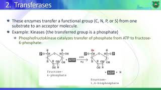 BioD07 Enzymes II Classification of enzymes 2020 2021 Arabic [upl. by Babara393]