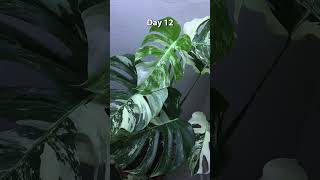 Monstera Albo 15 day time lapse new leaf unfurling timelapse monstera [upl. by Silver]