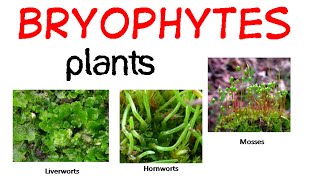 Bryophytes life cycle [upl. by Eanram]