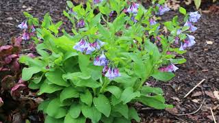 Virginia bluebells Mertensia virginica  Plant Identification [upl. by Namilus]