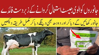 Alvegest powder benefits for cows and buffaloes  Dairy Farming in Pakistan [upl. by Andert]