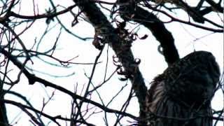 Barred Owls Hooting To Each Other [upl. by Aleik114]