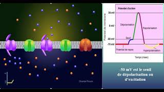 Système nerveuxPotentiel dactionpartie 1 [upl. by Adelpho]