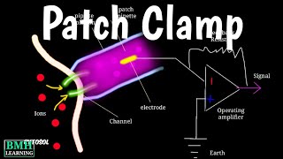 Patch Clamp Technique [upl. by Franklin]