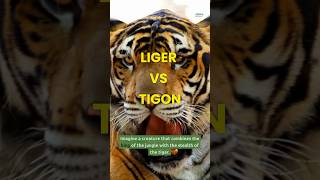 Liger vs Tigon shorts liger tigon [upl. by Orecic775]