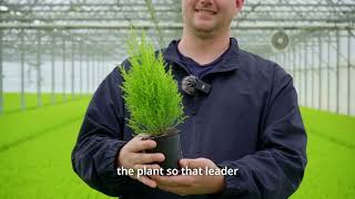 Product Highlight Cupressus Young Plants with Kory [upl. by Idner]