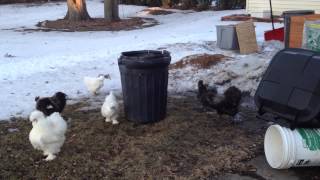 Silkie Rooster Mating Dance [upl. by Aracal]