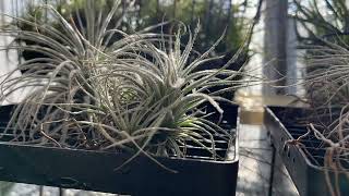 Tillandsia tectrum drying timelapse 💧❄️🍍 20241117 [upl. by Aihtennek]