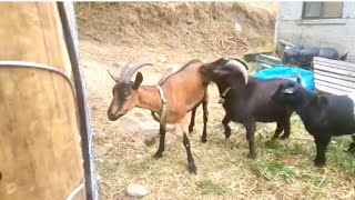 Goat Pure Breed  Breeding Valuable Animals  Protect Mating Animal and Wildlife [upl. by Cloe356]