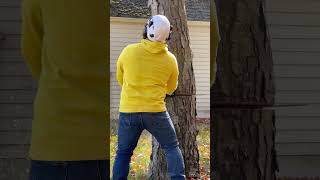 Cutting down a sick black birch tree felling [upl. by Loughlin]