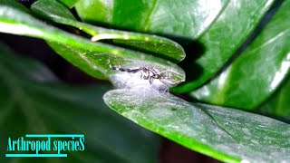 Arachnida Species  Jumping Spider  The nests [upl. by Duky]