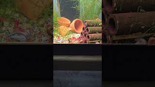 Red shrimp shrimpkeeping shrimp aquarium fishbreeding [upl. by Alpert354]