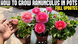 How To Grow Ranunculus FULL INFORMATION [upl. by Ahsataj]