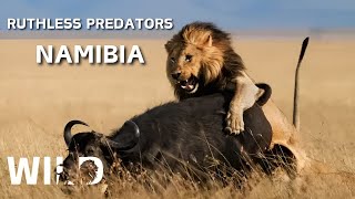 NAMIBIA  Survival Journey Against Relentless Predators  Animal Documentary [upl. by Medlin15]