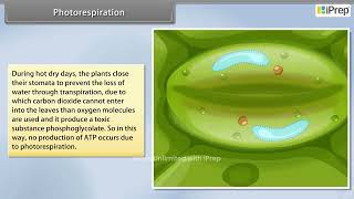 Photorespiration  Photosynthesis in Higher Plants  Biology  Class 11th  iPrep [upl. by Astra820]