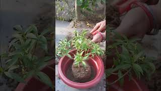 Chandni dwarf white plant reporting  Siddhi Home Garden  reporting viralvideo [upl. by Erle]