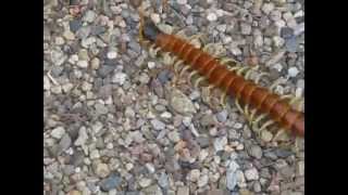 Arizona Giant Desert Centipede [upl. by Esch739]