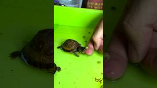 Feeding Homemade food  turtle pets kachua shorts tortoise [upl. by Odraode]