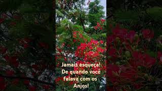 Flores  Amor e Paz  plantas boraserfeliztododia amor seinscrevanocanalativeosininho dicas [upl. by Aniehs]