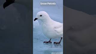 Snow Petrels Antarctic Aviators [upl. by Natsirhc]