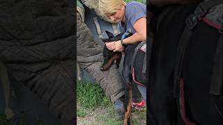 😮Dobermans Death Grip Service Dog Training GUARDODESSA Odessa Ukraine [upl. by Enrev]