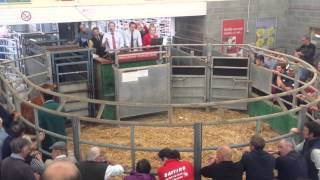 Champion Sedgemoor potential show cattle 2015 [upl. by Quintana]