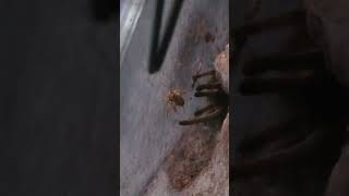 Aus Tarantula S Champagne Robustus not sure at first but grabs it eventually Subscribe for more [upl. by Acinoreb]