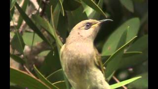 Brown Honeyeater  Bird watching in Australia with EjBirdwatching [upl. by Auqenahs]