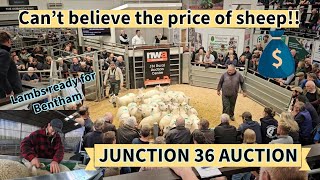 NWA auction expensive day 150 store lambs tagged ready for Bentham auction [upl. by Llehsal]