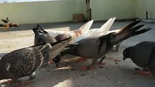 Roller pigeon kabootar Diet for tournament 🕊️🕊️🕊️🕊️🕊️ [upl. by Idmann]