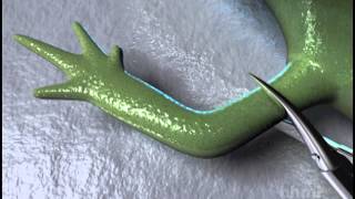 Salamander Limb Regeneration — HHMI BioInteractive Video [upl. by Aniat]