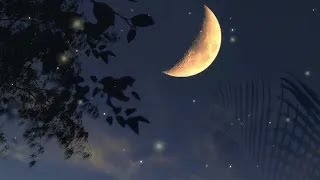 Forest sounds for relaxation  magical night atmosphere fireflies frogs crickets [upl. by Hannibal815]