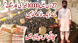 10000 beter ki farming kr k aik lakh tak kamaen  How to do quail farming  smart business Idea 💡 [upl. by Ateekahs664]