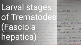 Larval stages of Trematodes  Fasciola hepatica  Hindi English  Bsc Msc [upl. by Caldeira]