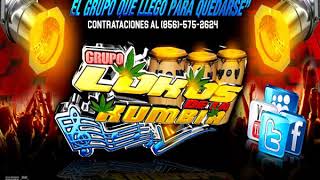 Grupo Lokos De La Kumbia  quotLos Gatos Chillonesquot 2019 [upl. by Enuj]