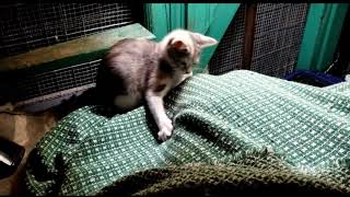 How to socialize feral kittens using a blanket [upl. by Gabel]