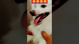 BRUNO funny reels 😂 [upl. by Tseng]