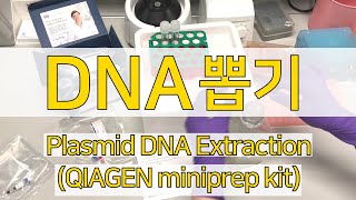 How to Miniprep Qiagen spin kit DNA 추출실험 [upl. by Letch]