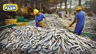 How MILLIONS of Sardines Are Canned in Just 24 Hours Amazing Automated Sardines Production [upl. by Dotti]