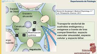 FISIOLOGIA DIGESTIVO CLASE 10 SECRECION BILIAR [upl. by Spaulding]