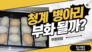 청계 병아리 부화하는 방법  꿀팁 대방출  3가지만 알면 누구나 병아리 부화가능 [upl. by Kajdan]