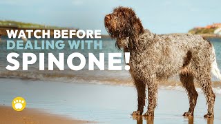 Spinone Italiano Temperament Should You Get One [upl. by Sefton]