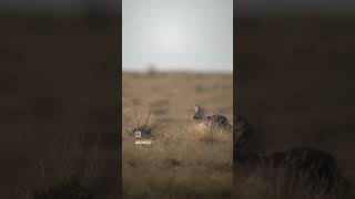 Speedgoat gets dropped Killshot hunting huntingvideo [upl. by Notsgnik]