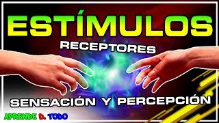 Receptores y estímulos  los sentidos  sensación y percepción  Biología [upl. by Lehcim]