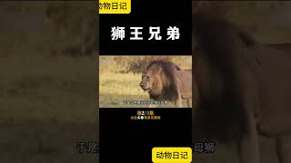 狮王兄弟2 lion king vs lion king [upl. by Ahsieka]