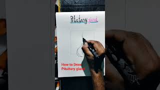 How to Draw Pituitary gland l Structure of Pituitary gland [upl. by Dranyl100]